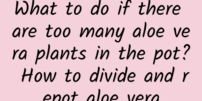 What to do if there are too many aloe vera plants in the pot? How to divide and repot aloe vera