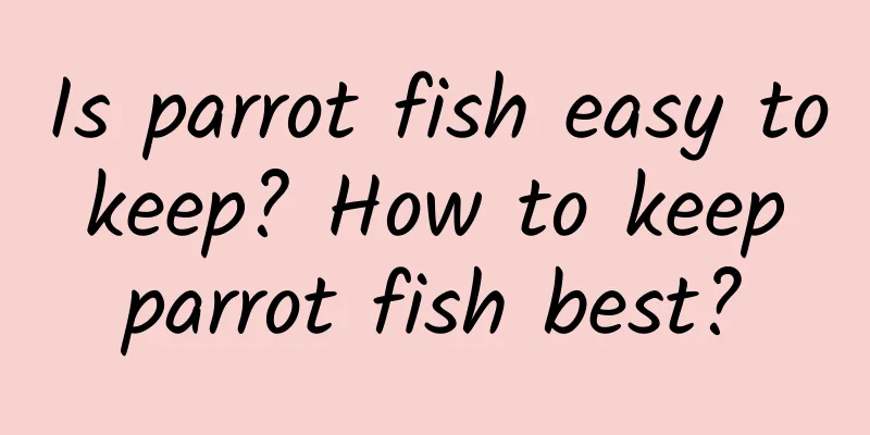 Is parrot fish easy to keep? How to keep parrot fish best?
