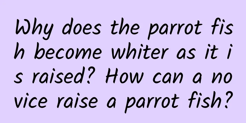 Why does the parrot fish become whiter as it is raised? How can a novice raise a parrot fish?
