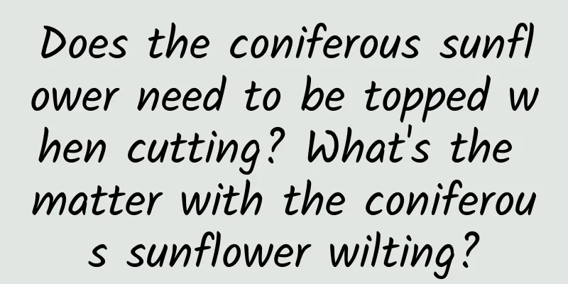 Does the coniferous sunflower need to be topped when cutting? What's the matter with the coniferous sunflower wilting?