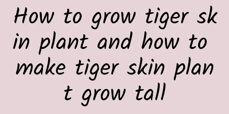 How to grow tiger skin plant and how to make tiger skin plant grow tall