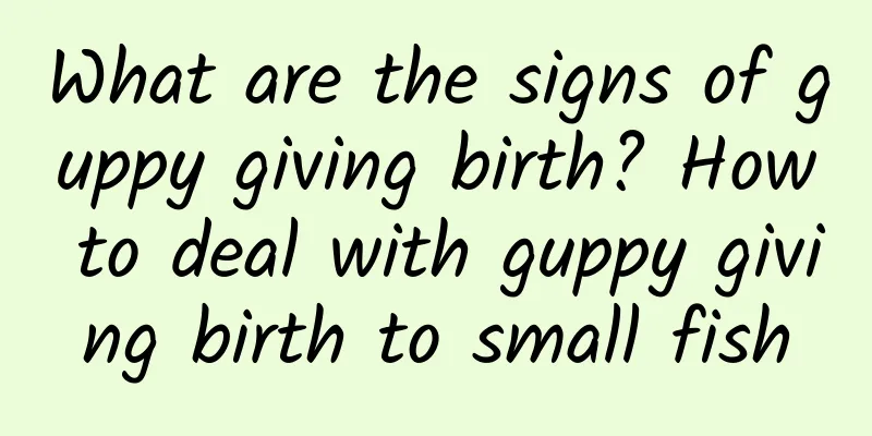 What are the signs of guppy giving birth? How to deal with guppy giving birth to small fish