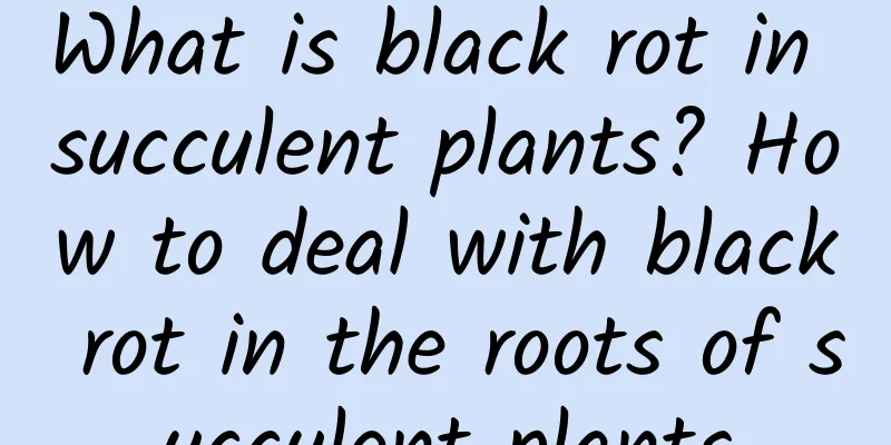 What is black rot in succulent plants? How to deal with black rot in the roots of succulent plants