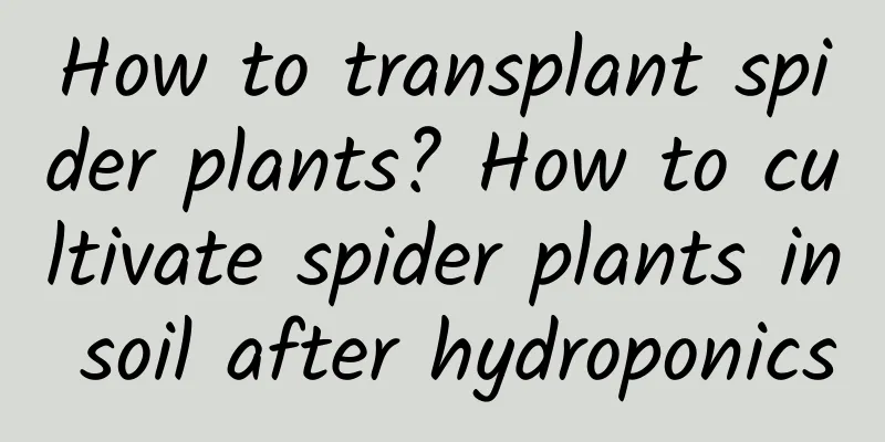 How to transplant spider plants? How to cultivate spider plants in soil after hydroponics