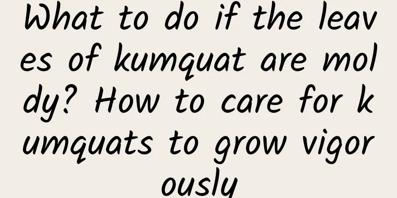 What to do if the leaves of kumquat are moldy? How to care for kumquats to grow vigorously