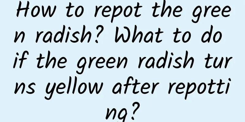 How to repot the green radish? What to do if the green radish turns yellow after repotting?
