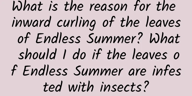 What is the reason for the inward curling of the leaves of Endless Summer? What should I do if the leaves of Endless Summer are infested with insects?