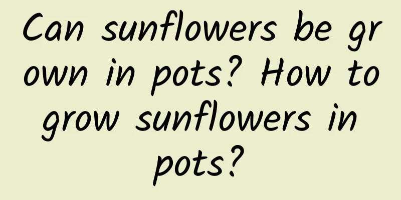 Can sunflowers be grown in pots? How to grow sunflowers in pots?