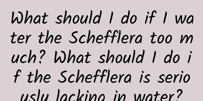 What should I do if I water the Schefflera too much? What should I do if the Schefflera is seriously lacking in water?