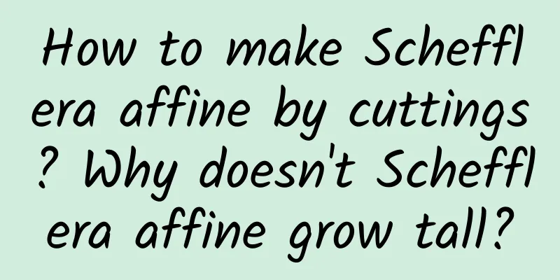 How to make Schefflera affine by cuttings? Why doesn't Schefflera affine grow tall?
