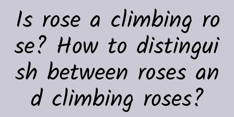 Is rose a climbing rose? How to distinguish between roses and climbing roses?