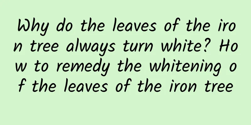 Why do the leaves of the iron tree always turn white? How to remedy the whitening of the leaves of the iron tree
