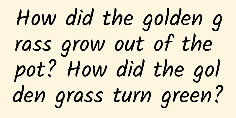 How did the golden grass grow out of the pot? How did the golden grass turn green?