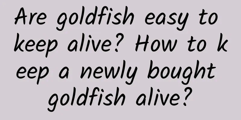 Are goldfish easy to keep alive? How to keep a newly bought goldfish alive?