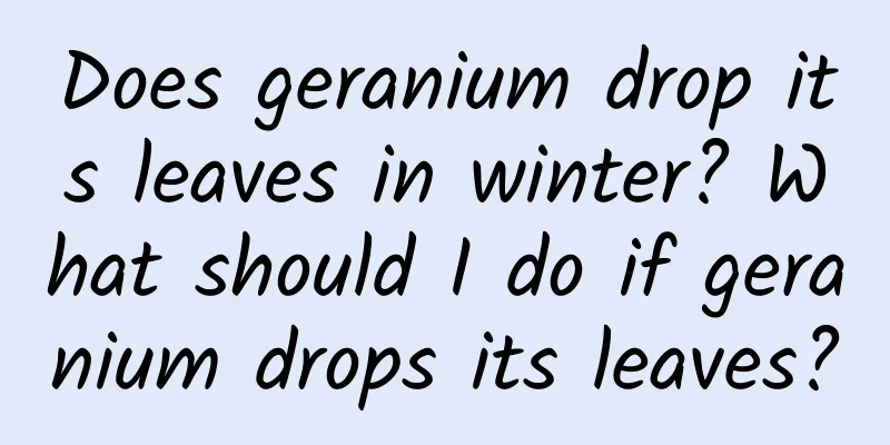 Does geranium drop its leaves in winter? What should I do if geranium drops its leaves?