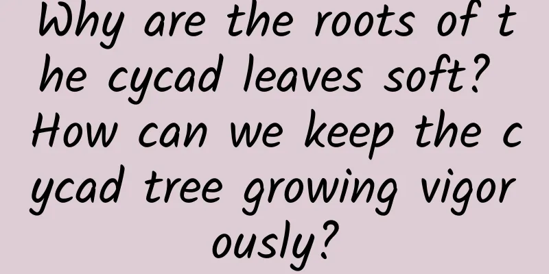 Why are the roots of the cycad leaves soft? How can we keep the cycad tree growing vigorously?