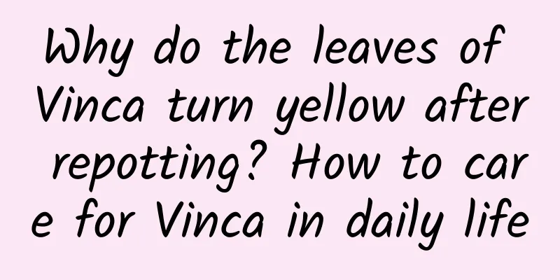 Why do the leaves of Vinca turn yellow after repotting? How to care for Vinca in daily life