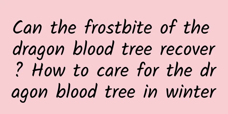 Can the frostbite of the dragon blood tree recover? How to care for the dragon blood tree in winter