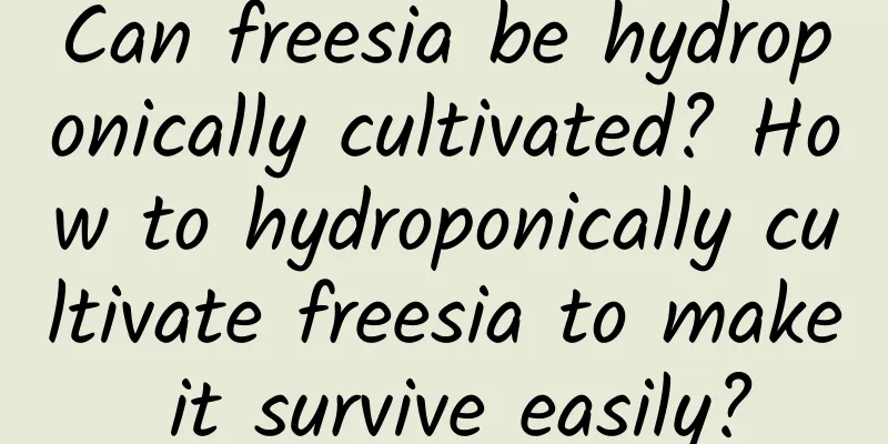 Can freesia be hydroponically cultivated? How to hydroponically cultivate freesia to make it survive easily?