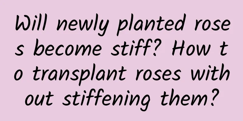 Will newly planted roses become stiff? How to transplant roses without stiffening them?