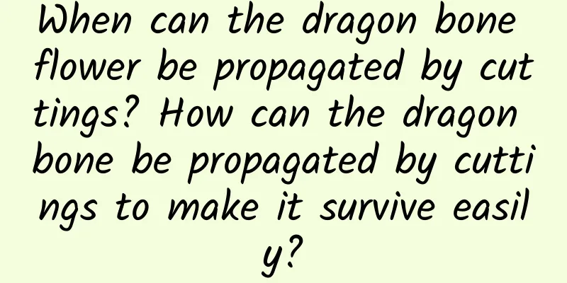 When can the dragon bone flower be propagated by cuttings? How can the dragon bone be propagated by cuttings to make it survive easily?