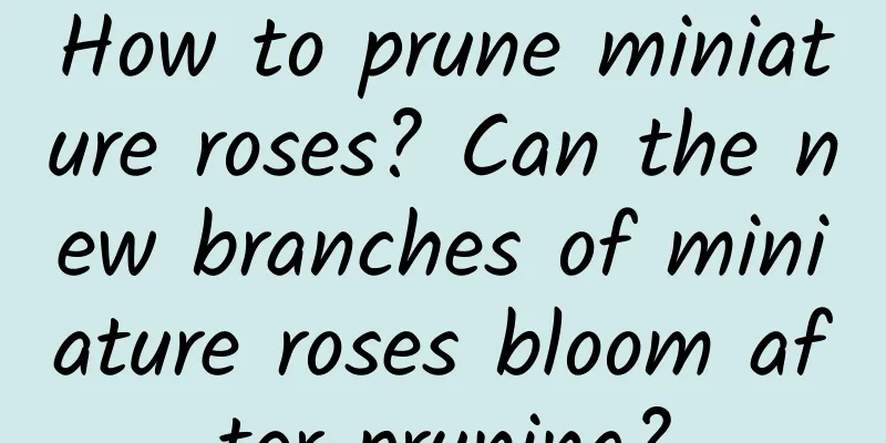 How to prune miniature roses? Can the new branches of miniature roses bloom after pruning?