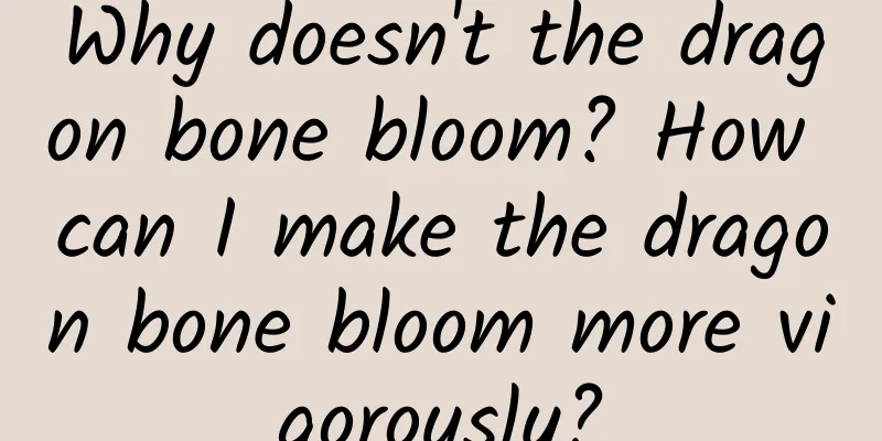Why doesn't the dragon bone bloom? How can I make the dragon bone bloom more vigorously?