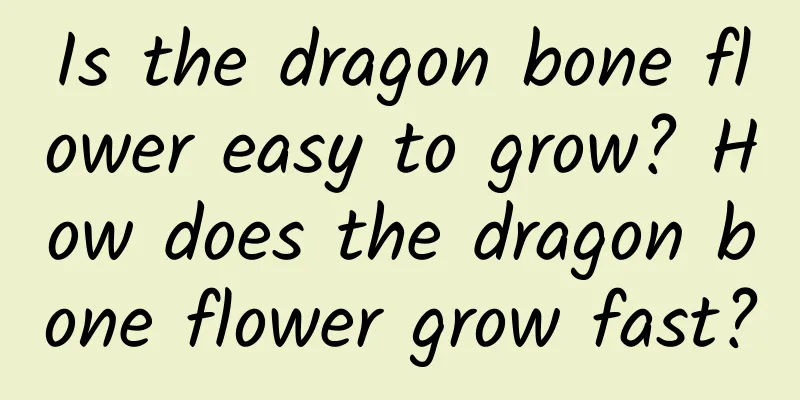 Is the dragon bone flower easy to grow? How does the dragon bone flower grow fast?