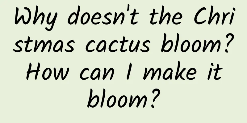 Why doesn't the Christmas cactus bloom? How can I make it bloom?