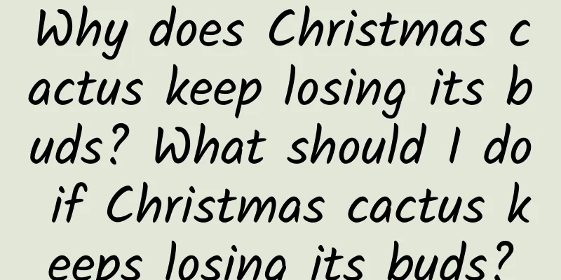 Why does Christmas cactus keep losing its buds? What should I do if Christmas cactus keeps losing its buds?