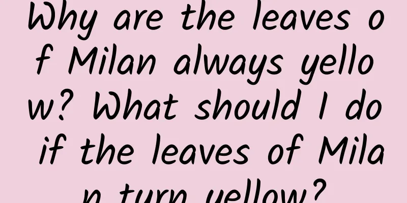 Why are the leaves of Milan always yellow? What should I do if the leaves of Milan turn yellow?