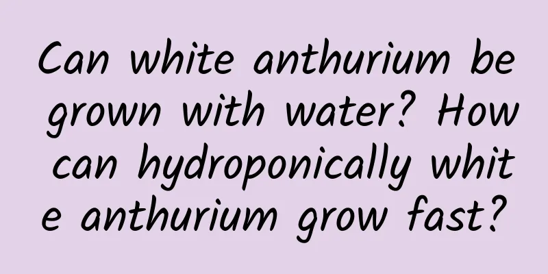 Can white anthurium be grown with water? How can hydroponically white anthurium grow fast?