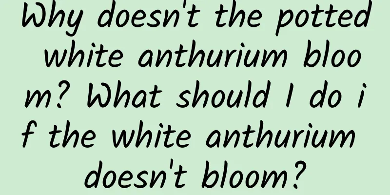 Why doesn't the potted white anthurium bloom? What should I do if the white anthurium doesn't bloom?