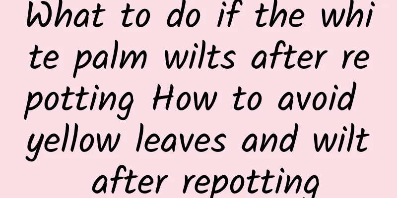 What to do if the white palm wilts after repotting How to avoid yellow leaves and wilt after repotting