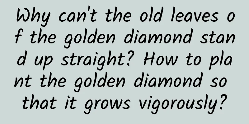 Why can't the old leaves of the golden diamond stand up straight? How to plant the golden diamond so that it grows vigorously?