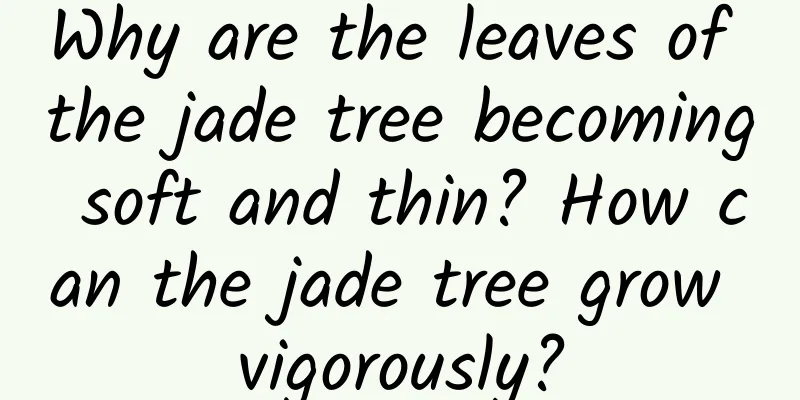 Why are the leaves of the jade tree becoming soft and thin? How can the jade tree grow vigorously?