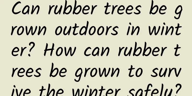 Can rubber trees be grown outdoors in winter? How can rubber trees be grown to survive the winter safely?