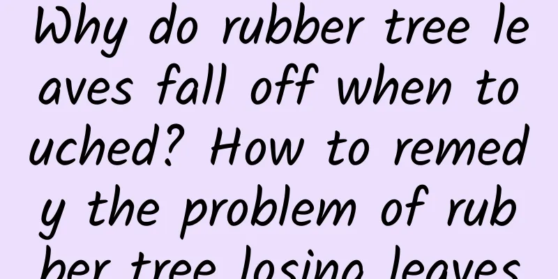 Why do rubber tree leaves fall off when touched? How to remedy the problem of rubber tree losing leaves