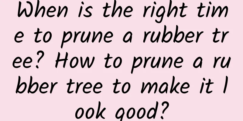 When is the right time to prune a rubber tree? How to prune a rubber tree to make it look good?