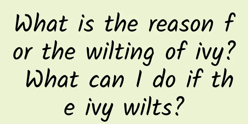 What is the reason for the wilting of ivy? What can I do if the ivy wilts?