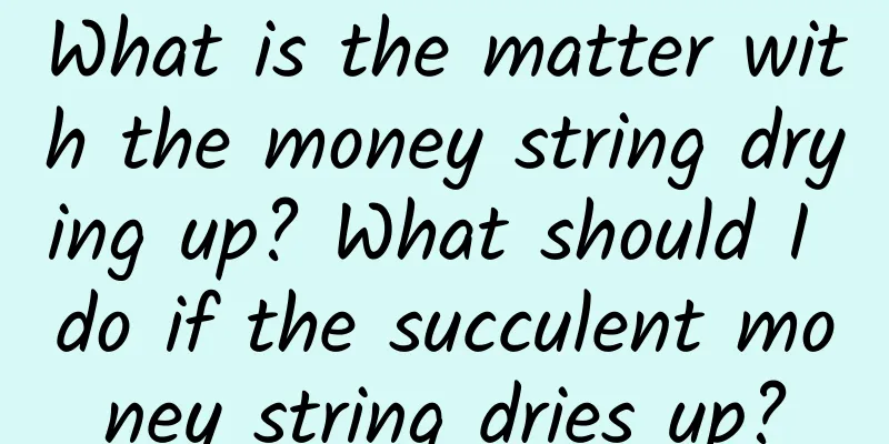 What is the matter with the money string drying up? What should I do if the succulent money string dries up?