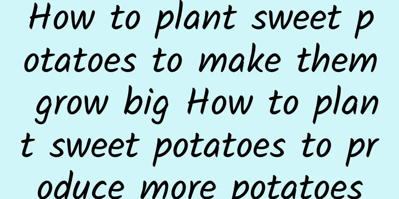 How to plant sweet potatoes to make them grow big How to plant sweet potatoes to produce more potatoes