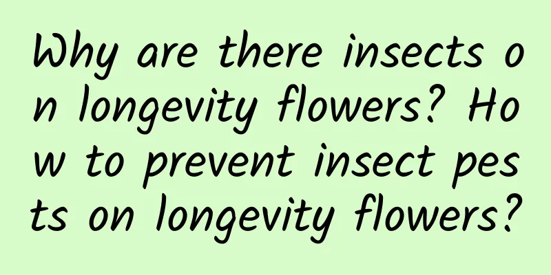 Why are there insects on longevity flowers? How to prevent insect pests on longevity flowers?