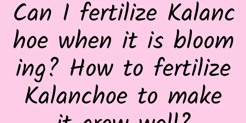 Can I fertilize Kalanchoe when it is blooming? How to fertilize Kalanchoe to make it grow well?