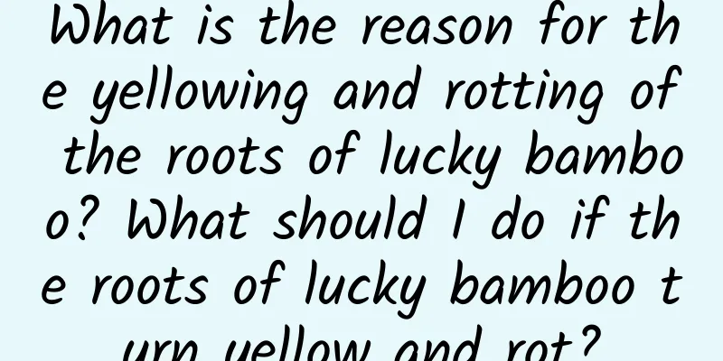 What is the reason for the yellowing and rotting of the roots of lucky bamboo? What should I do if the roots of lucky bamboo turn yellow and rot?