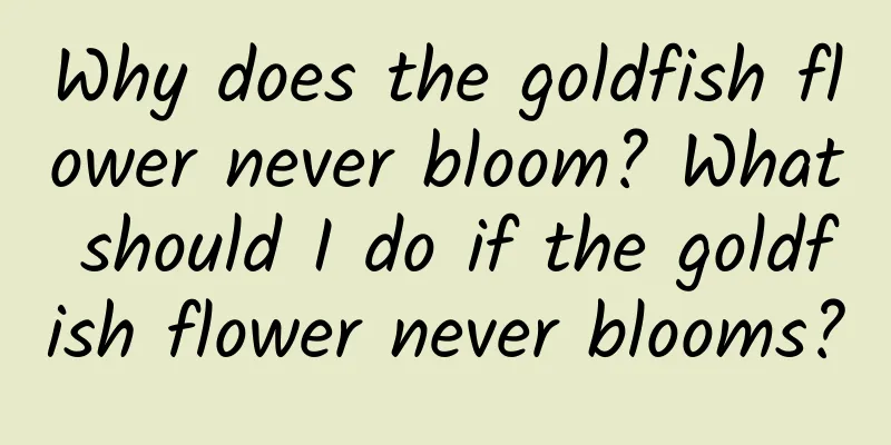 Why does the goldfish flower never bloom? What should I do if the goldfish flower never blooms?