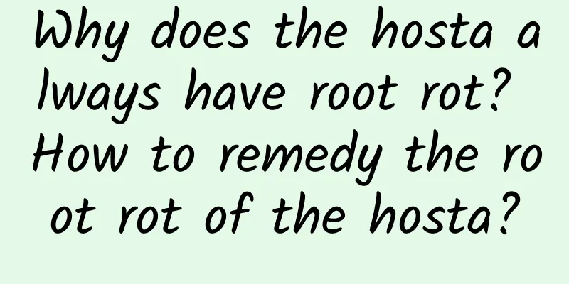 Why does the hosta always have root rot? How to remedy the root rot of the hosta?