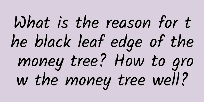 What is the reason for the black leaf edge of the money tree? How to grow the money tree well?