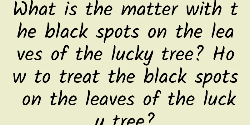 What is the matter with the black spots on the leaves of the lucky tree? How to treat the black spots on the leaves of the lucky tree?