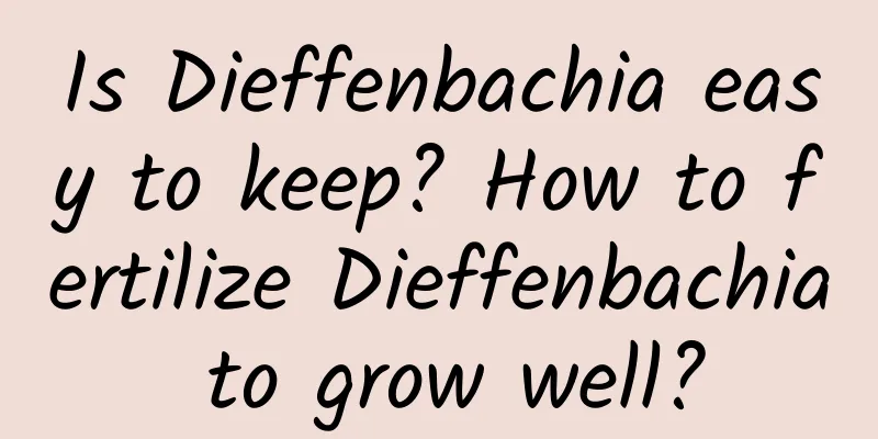 Is Dieffenbachia easy to keep? How to fertilize Dieffenbachia to grow well?